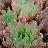 Haworthia cooperi JDV91-26